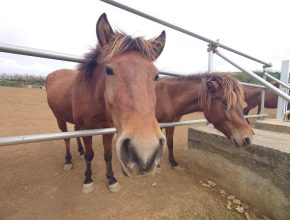 年末年始のご案内